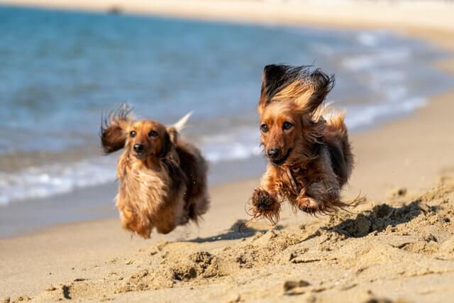 2 dogs running on the beach