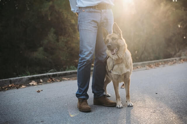 A dog with its owner