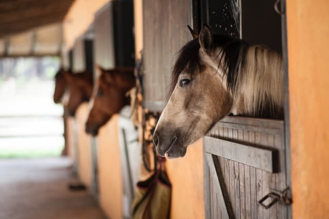 Horseback Riding