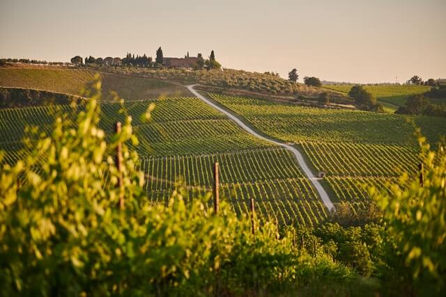 Vineyard