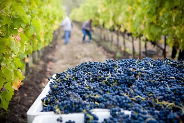 Winery
