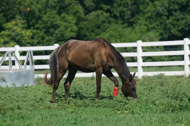 Equestrian Center