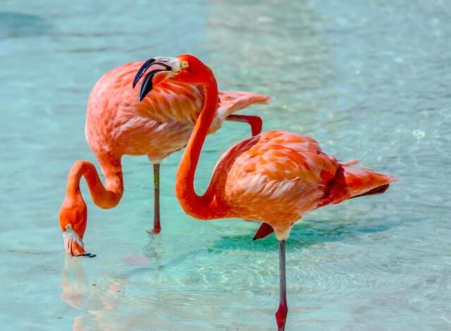 Flamingos in Aruba
