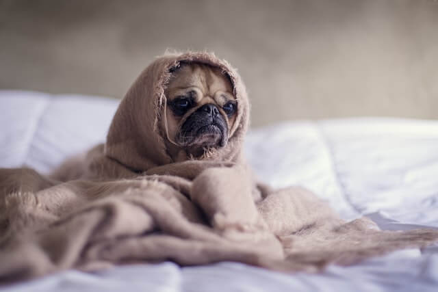 A dog in a bed