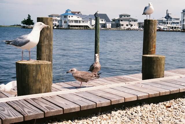 Birds