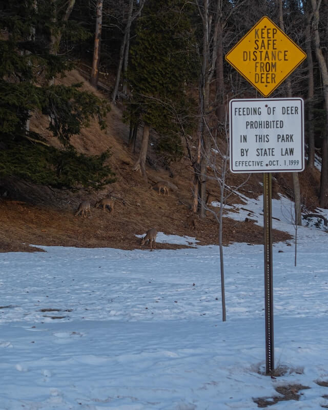 feeding of deer is prohibited