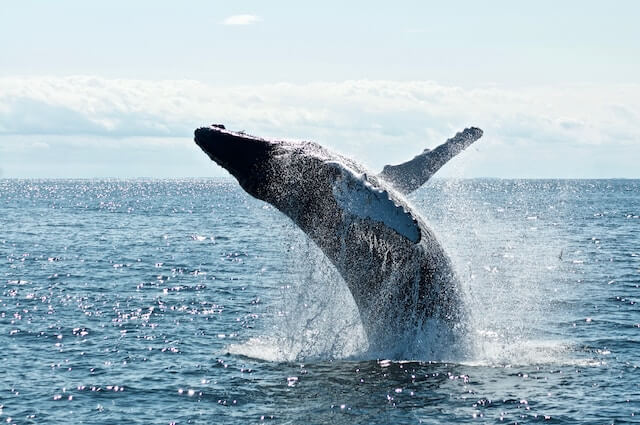 Whale Watching
